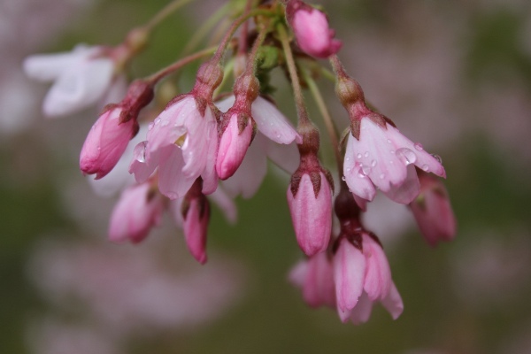 3425-13.3.28一重紅枝垂れ桜　雨滴を纏う.jpg